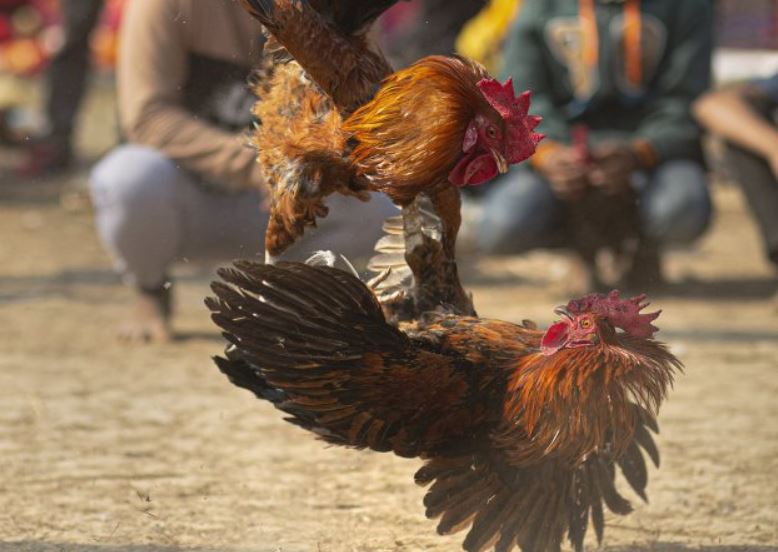 Kỹ Thuật Nuôi Gà Đá Chuyên Nghiệp